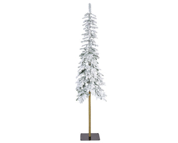 Alpine fir snowy