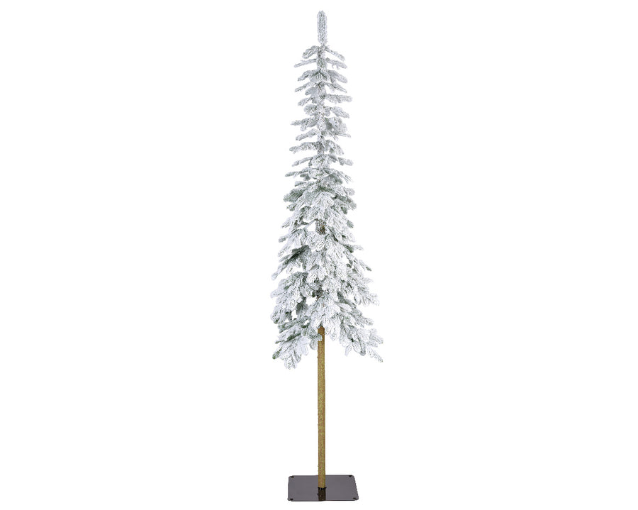 Alpine fir snowy