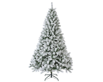 Christmas Tree Canada spruce frosted 150cm x H.240cm