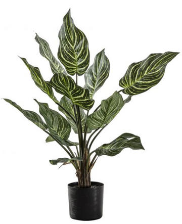 Calathea plant
