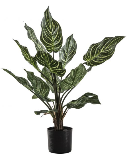 Calathea plant