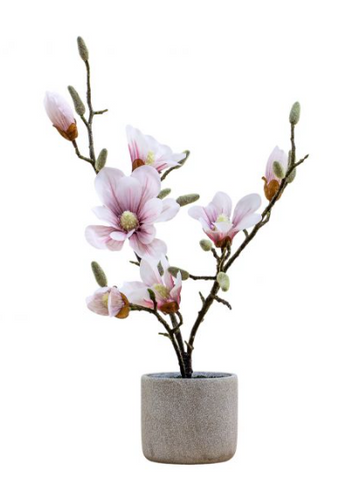 Potted Magnolia