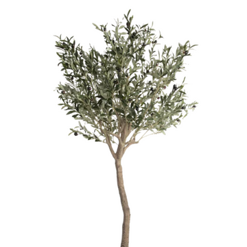 Olive Tree