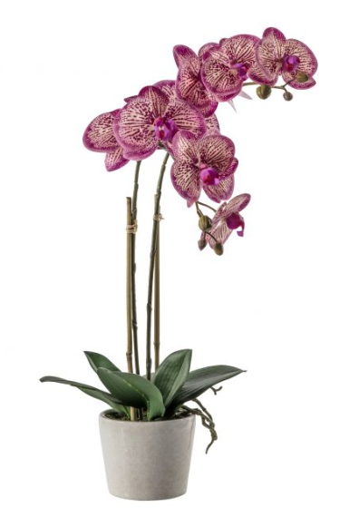 Orchid Pink with Ceramic pot