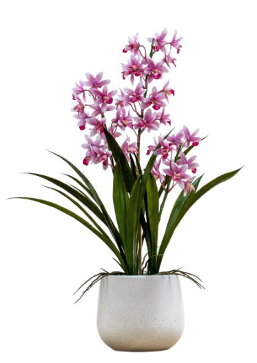 Potted Cymbidium Orchid